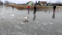 Funny Animals Slipping on Ice!