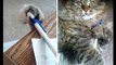 15 Cat Thieves That Were Caught Red Pawed