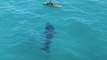 Un kayakiste tombe nez à nez avec un requin de 3 mètres !