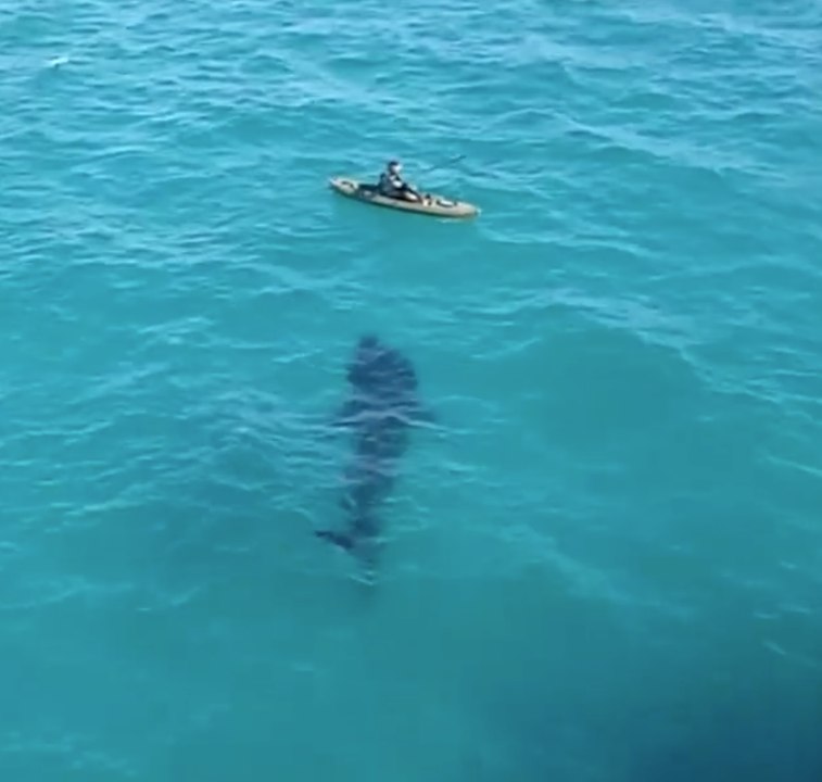 Un kayakiste tombe nez à nez avec un requin de 3 mètres !