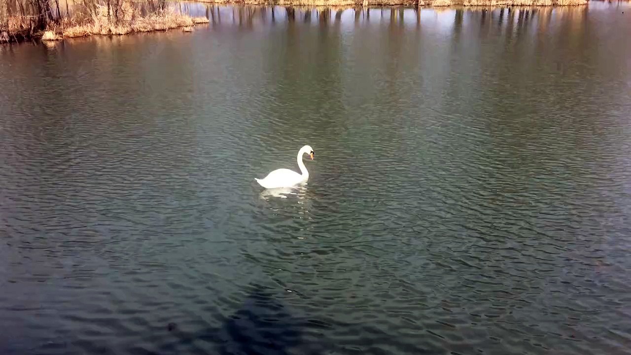 Cygne réserve naturel des mottets en train de se nourrir