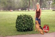 JFL Hidden Camera Pranks & Gags_ Ultimate Dog Joke