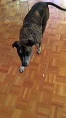 Roxy chasing a treat