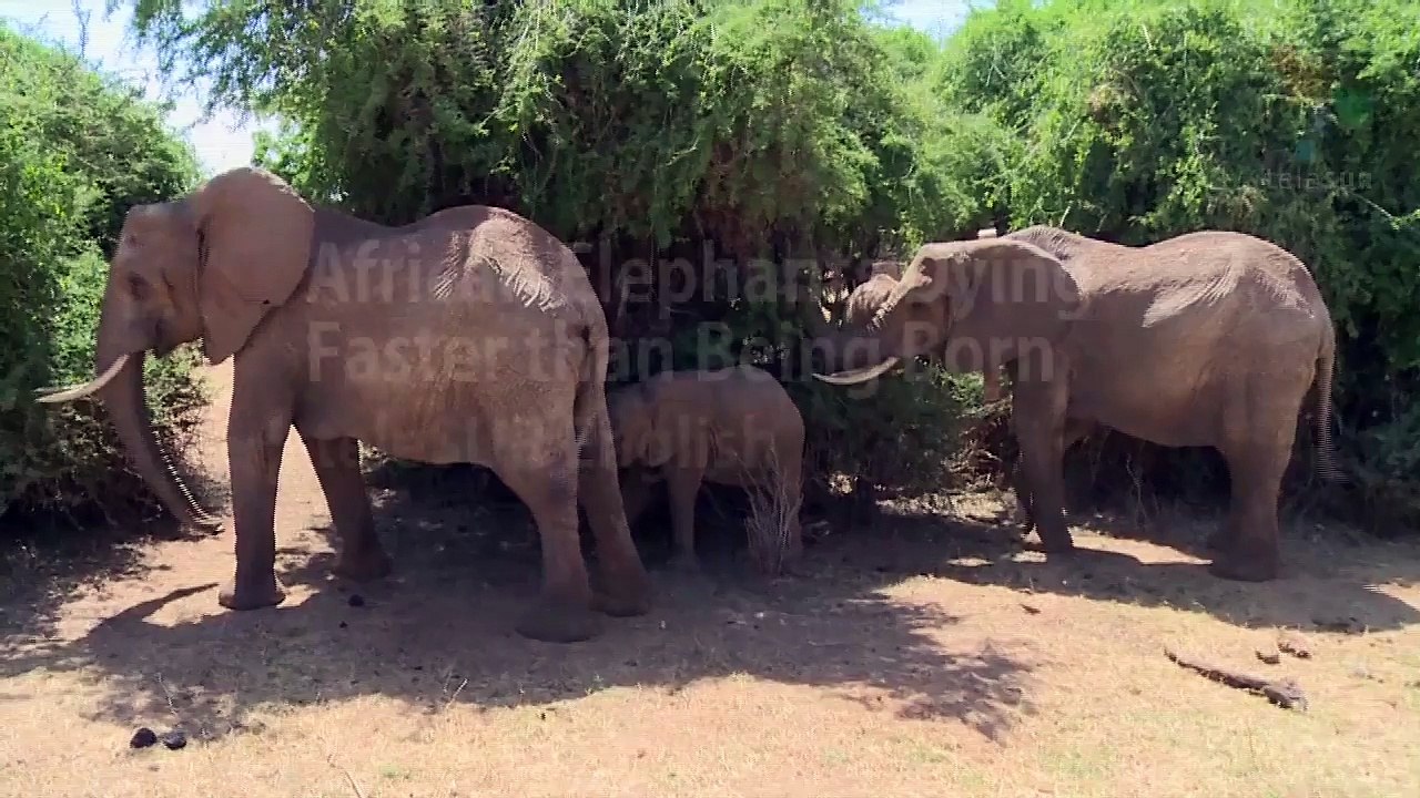 African Elephants Dying Faster than Being Born