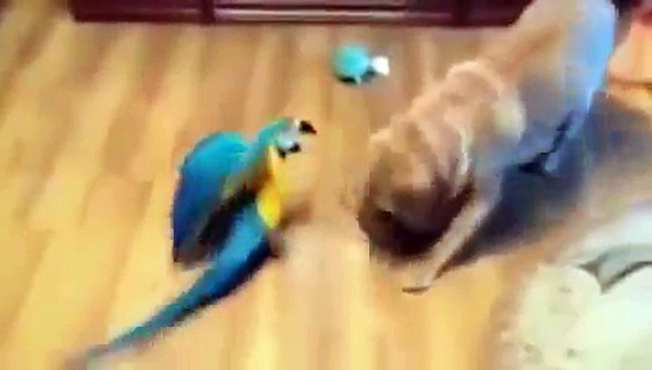 Попугай ара и собака шарпей