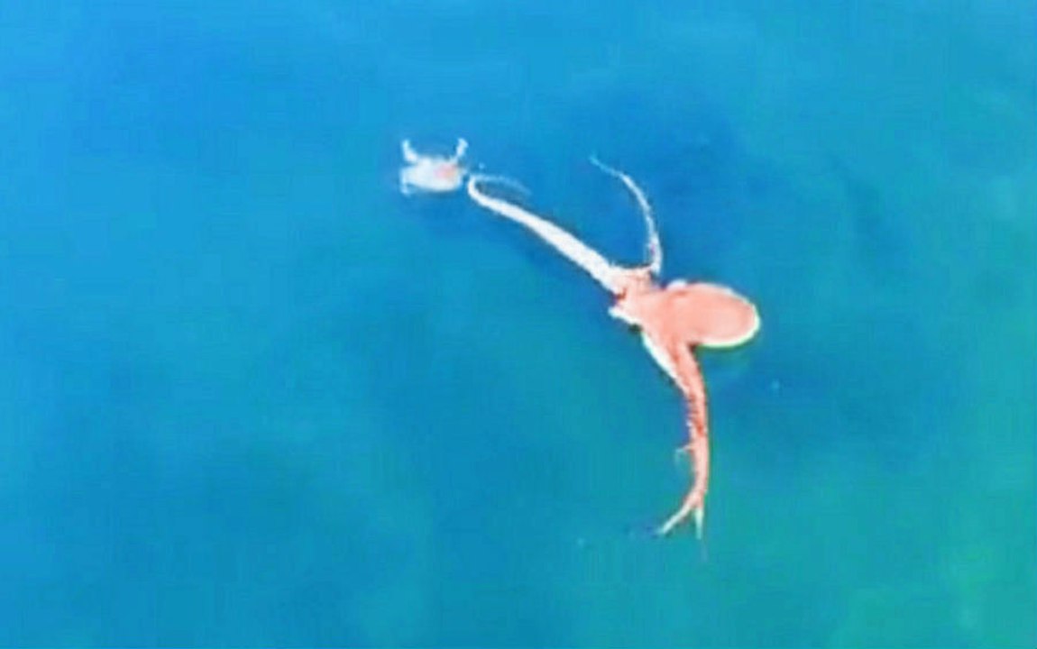 Octopus Chases Down Crab