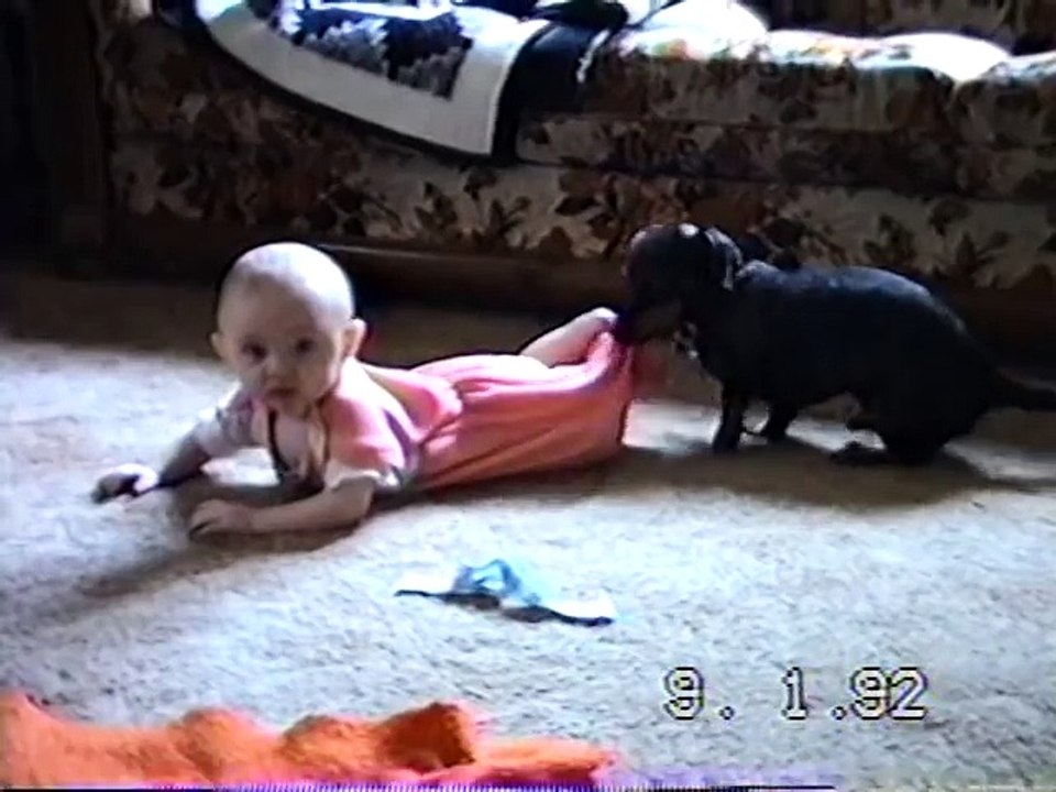 Dachshund pulls baby