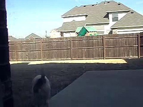 Jack Russell Terrier JRT Funny Dog. HILARIOUS!!!!