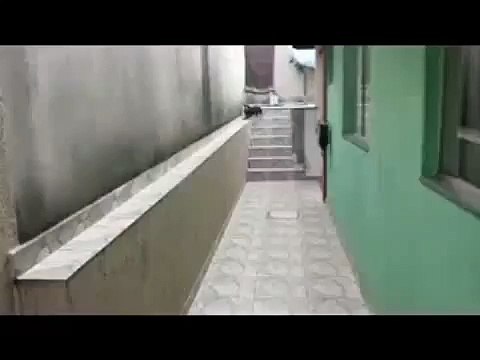 Из за длинного тела таксе пришлось включить заднюю скорость