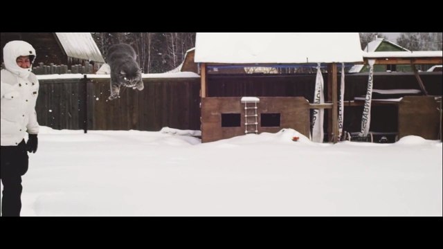 Кот по уши в снегу! dubstep, HD