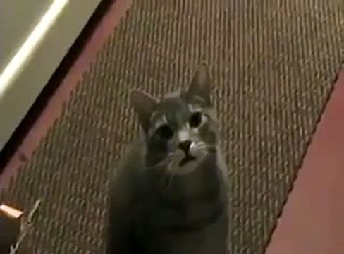 Кот пытается тебе что то сказать