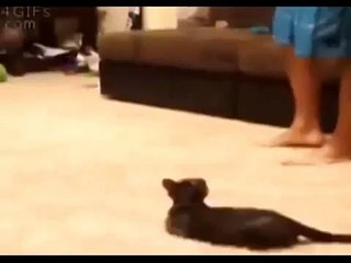 Кот испугался паука