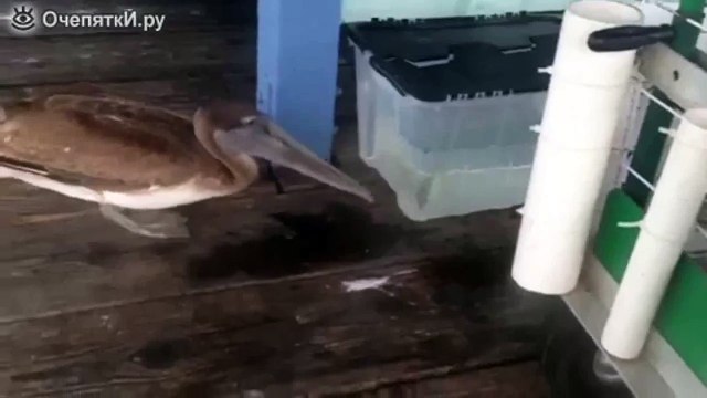 Пеликан пытается поймать рыбку #11