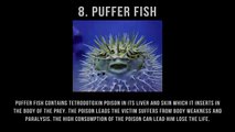 Most Dangerous Sea Creatures In The World