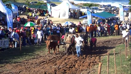 concours boeuf tirant moule