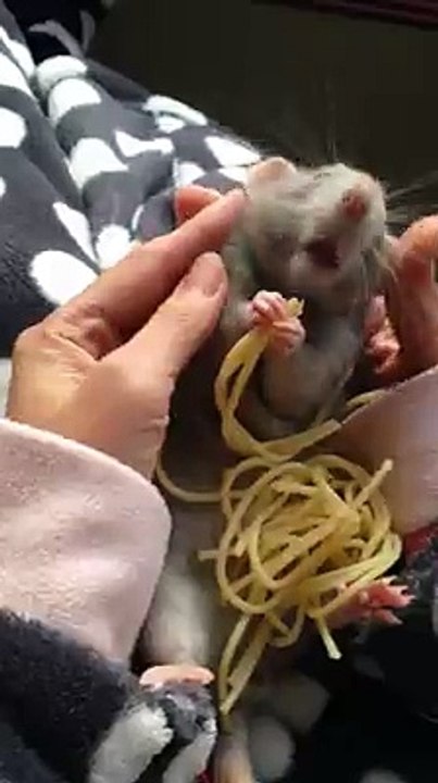 Spagetti bu kadar mı ğüzel yenir