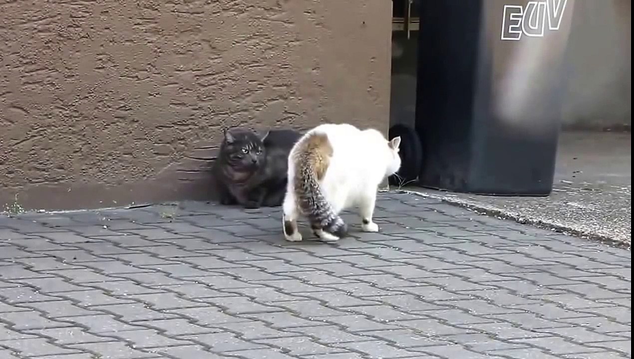 Клочки по закоулочкам, драка котов