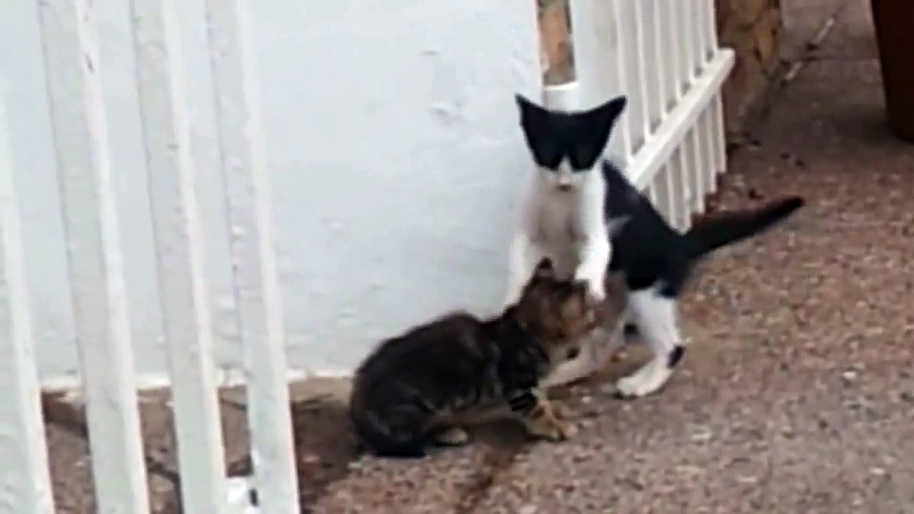 Озорные котята