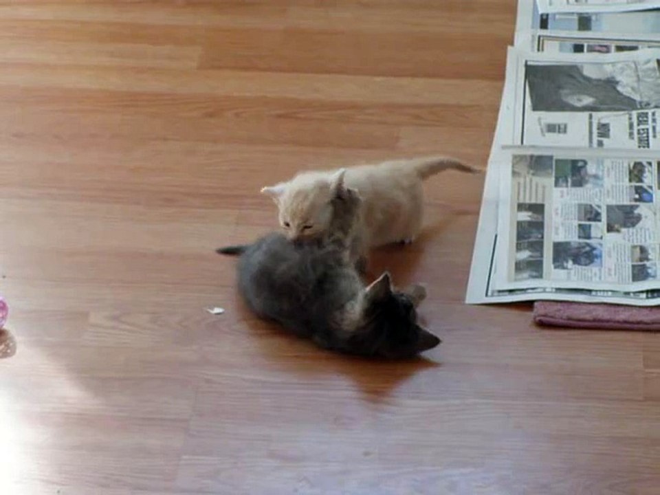 cat prank