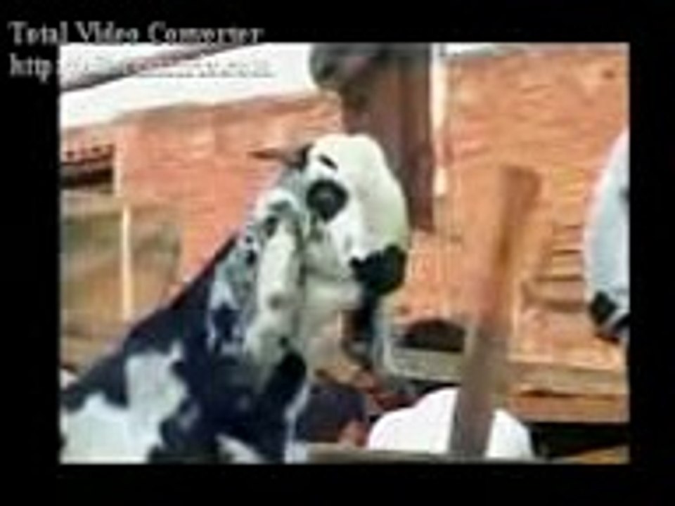 funny video   10