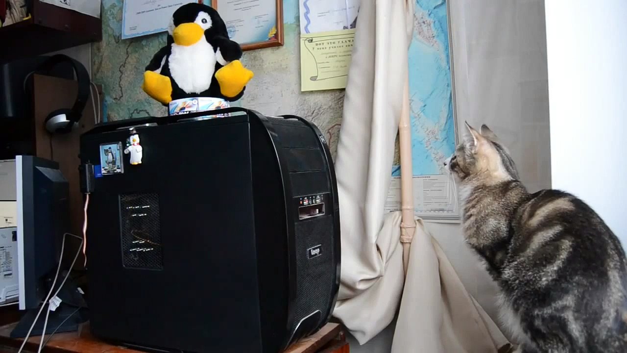 Кот и компьютер