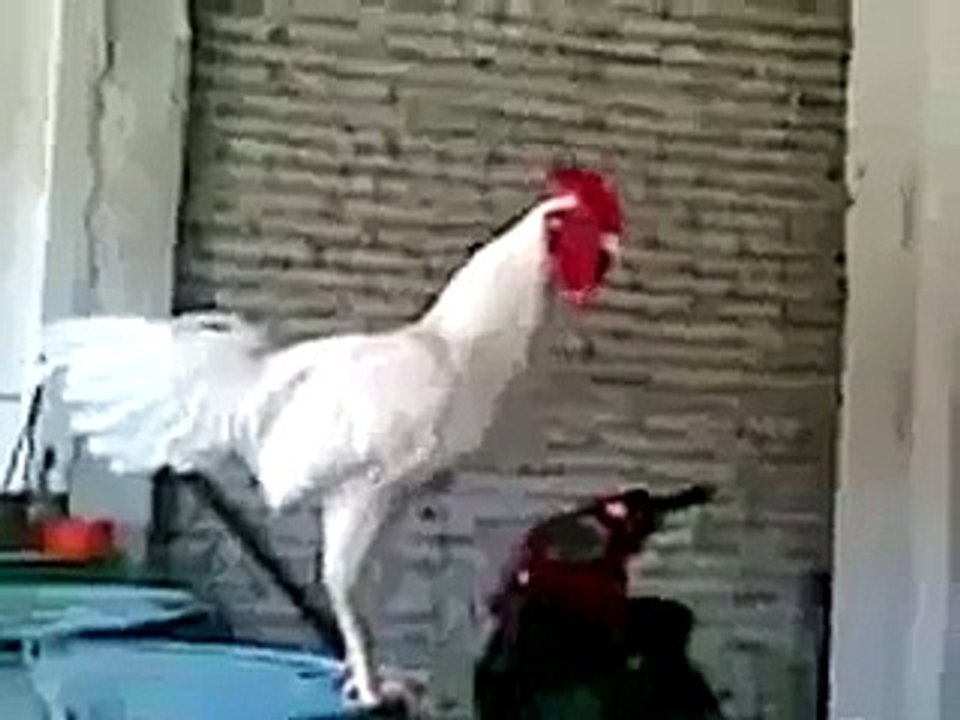 Is Murgha Ko Keya Hogy - Video Dailymotion