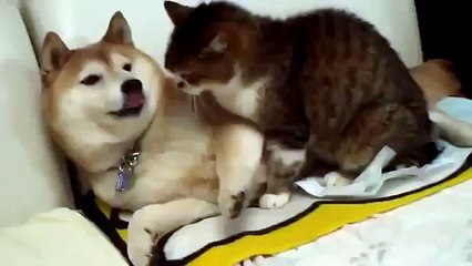 ЛУЧШИЙ ПРИКОЛ 2015[20]