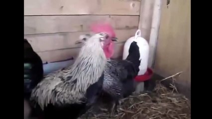 ЛУЧШИЙ ПРИКОЛ 2015[66]