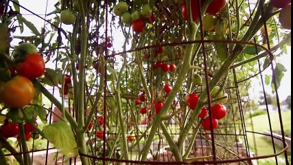 Garden Style ~ Everyday Escapes