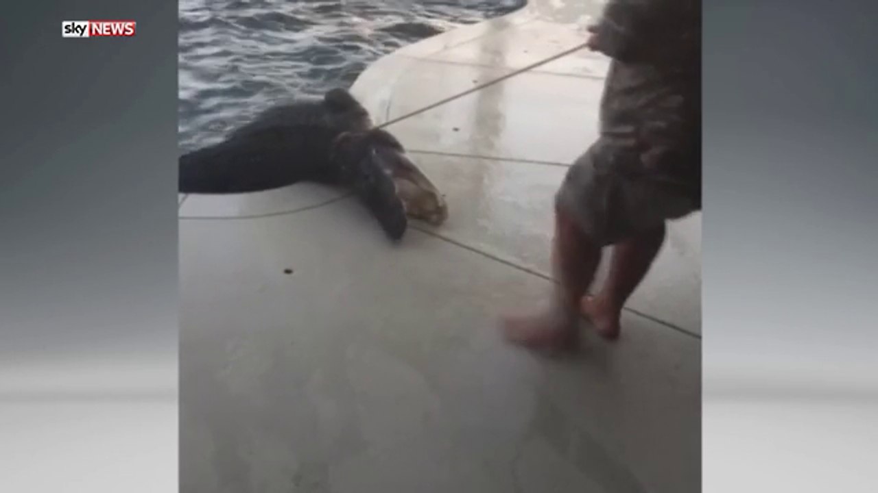 crocodile attack man