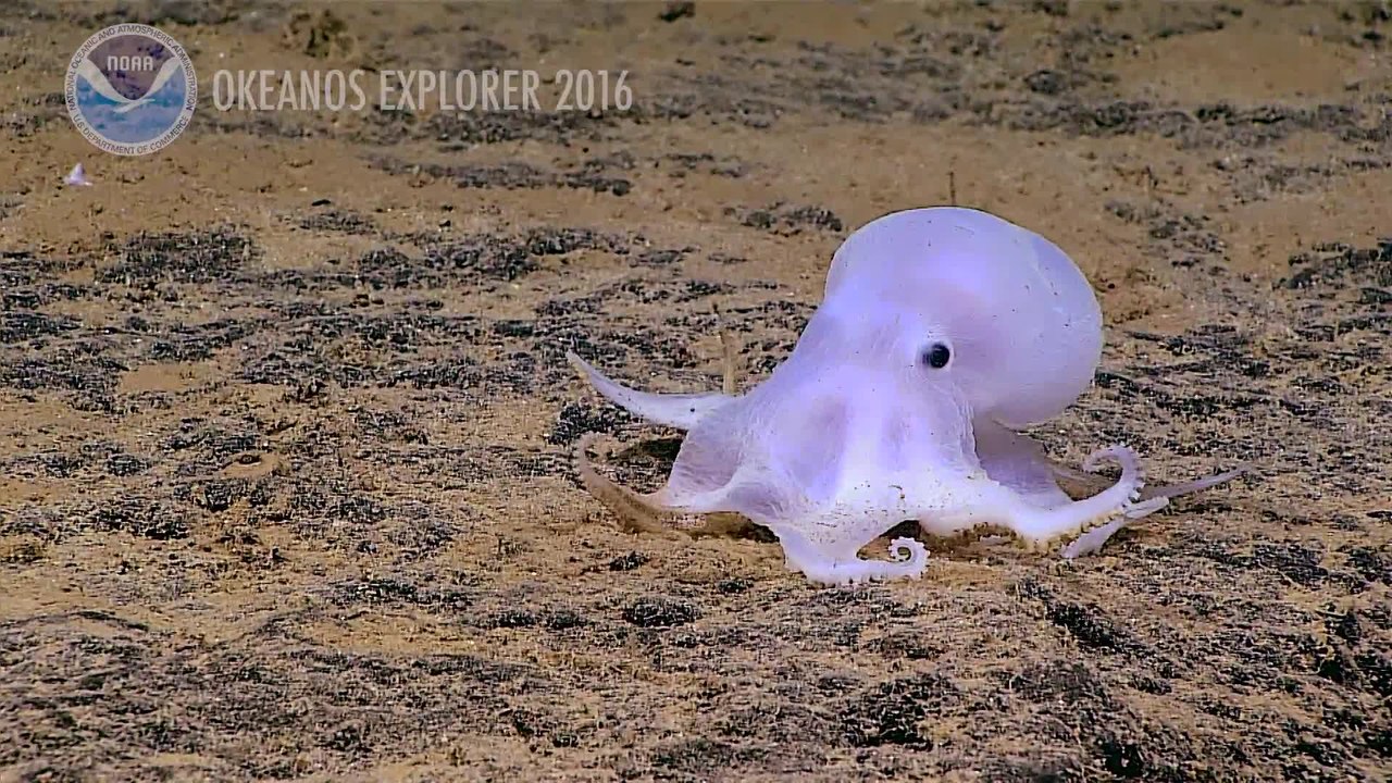 Ghost Octopus video Dailymotion