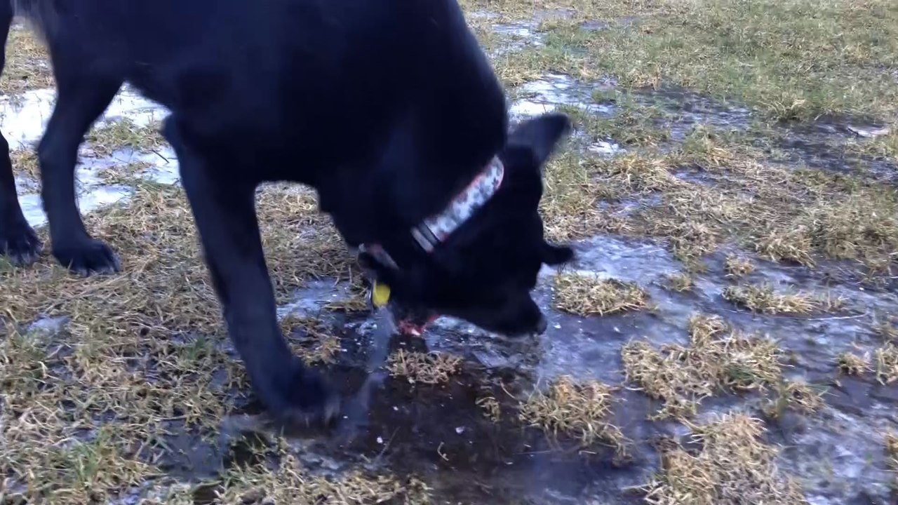 Dog Experiences Ice For The First Time