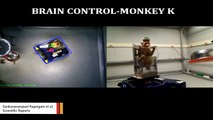 Here's A Monkey Moving Wheelchair With Thoughts