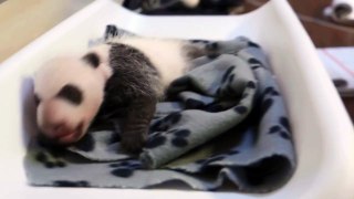 Toronto Zoo Giant Panda Cub - One Month Old