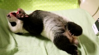 Toronto Zoo Giant Panda Cub at 8 Weeks Old