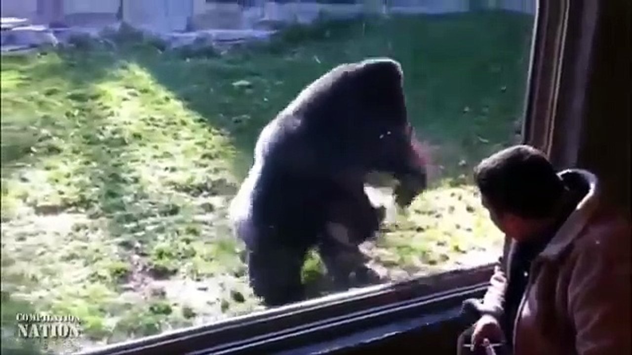 Animals Can Be Jerks Compilation 2016 NEW
