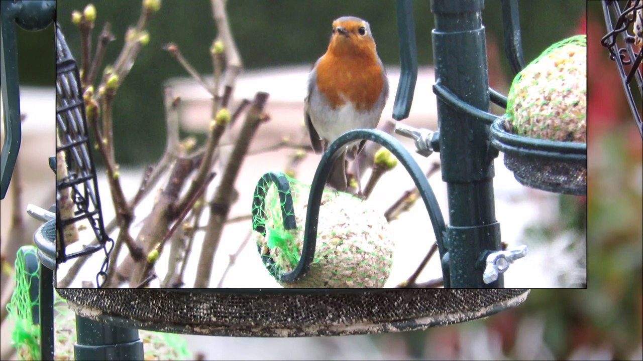les oiseaux viennent manger