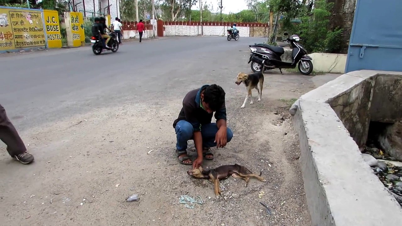 Un chiot mourant remue la queue pour tenter d'alerter les sauveteurs