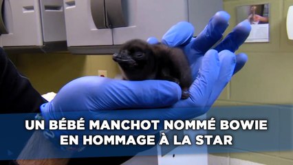 Un bébé manchot nommé Bowie en hommage à la star