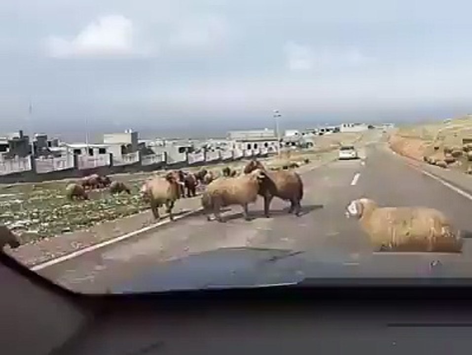 Kafa Tokuşturan Koçlar