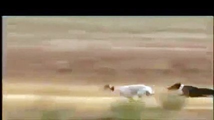 هذا أرنب  ولا طيارة  F 16