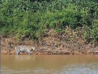 Combate entre un jaguar y un cocodrilo