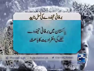 Snow Leopards of Gilgit, KP