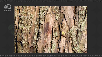 How Are New Medications Developed?