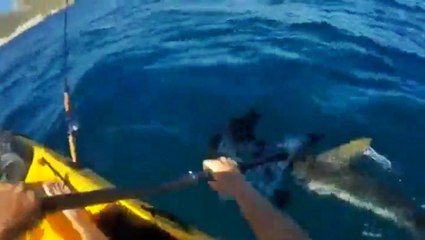 Kayak Fisherman Defends Himself from Gigantic Hammerhead Shark