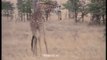 Giraffe kills lion Giraffe attacks lion pride and kicks one of them to death