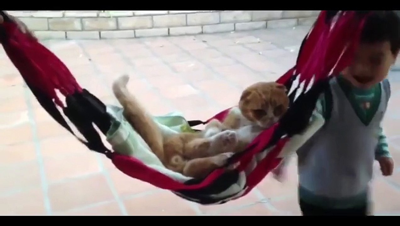 2016 Funny Cats Acting Like Humans Compilation
