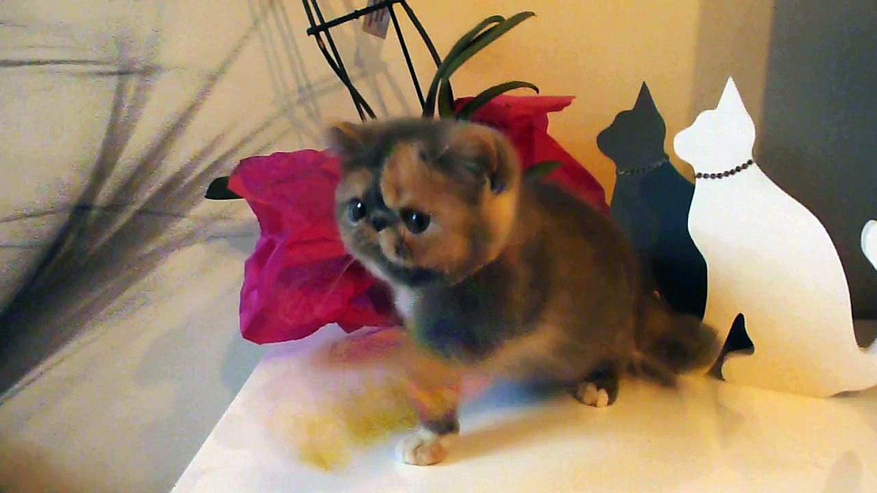 diva