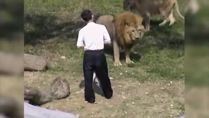 CRAZY MAN JUMPS INTO A LION ENCLOSURE AT THE TAIPEI ZOO IN TAIWAN - video  Dailymotion