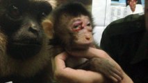 (FR /EN) Macaque rescued / Macaque sauvé aujourd'hui 12/01/2016